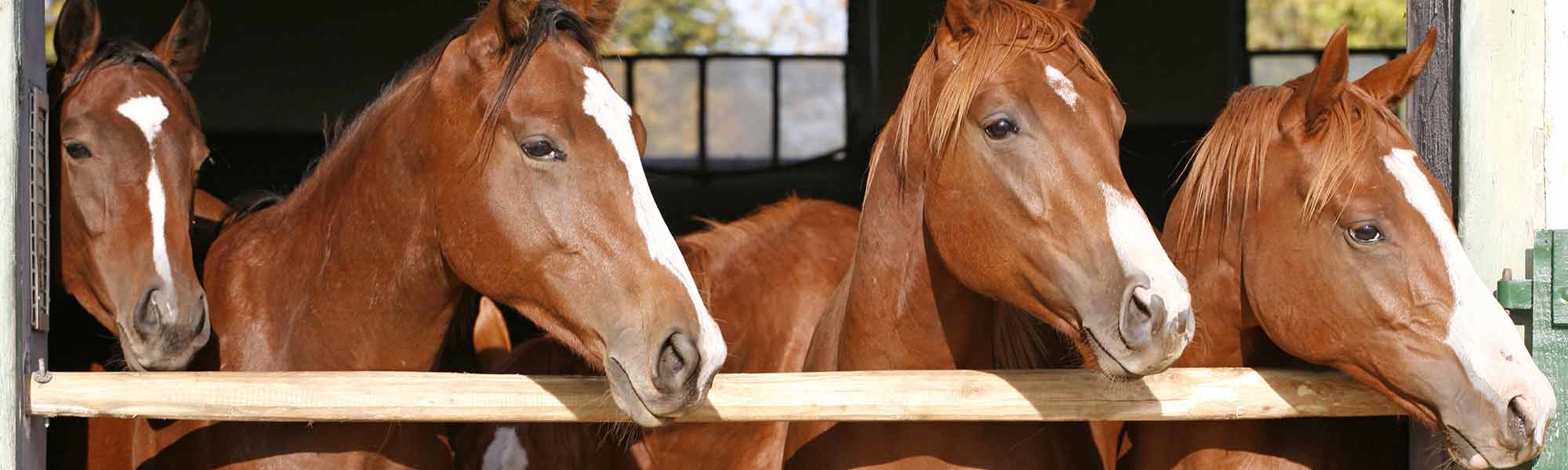 Horses in a barn
