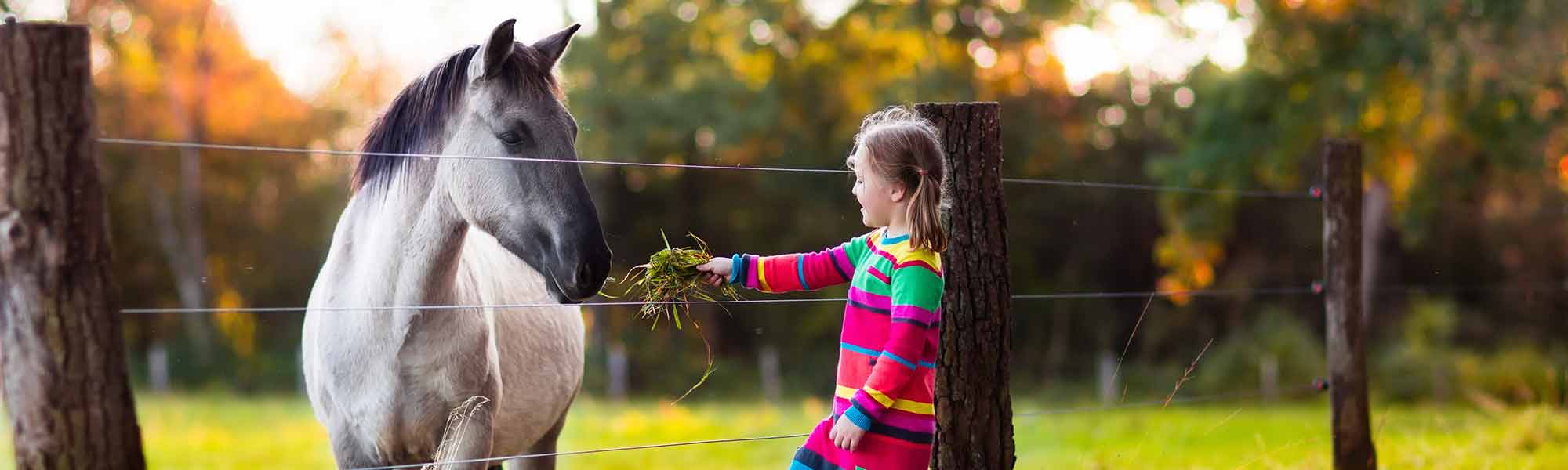 Little girl feeding a pony grass