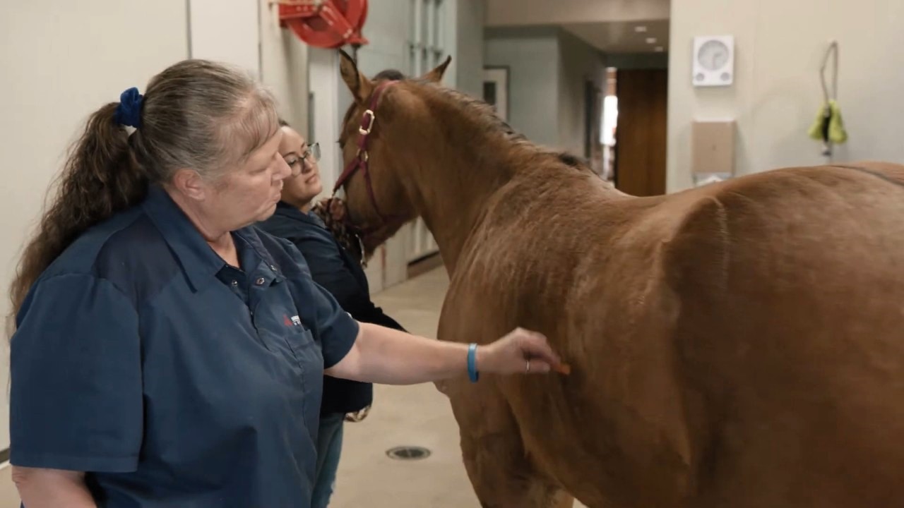 Referring Veterinary Support