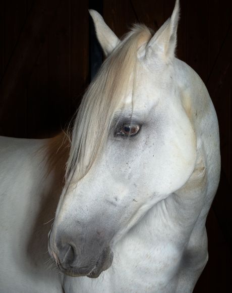 Equine Hospital, Equine Veterinarian, Equine Vet, Veterinary Office